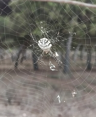 Argiope lobata