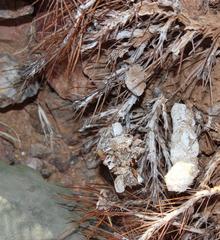 Aptosimum tragacanthoides