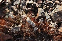 Aptosimum tragacanthoides