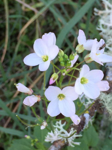 iNaturalist observation photo of milkmaids