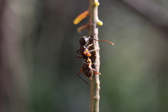 Camponotus renggeri