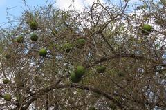 Strychnos spinosa spinosa