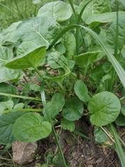 Barbarea vulgaris