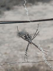 Argiope lobata