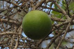 Strychnos spinosa spinosa