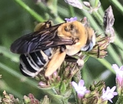 Melissodes comptoides