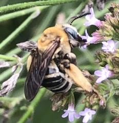 Melissodes comptoides