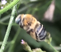 Melissodes comptoides