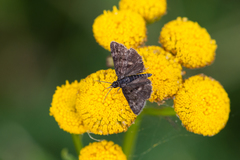 Heliothelinae