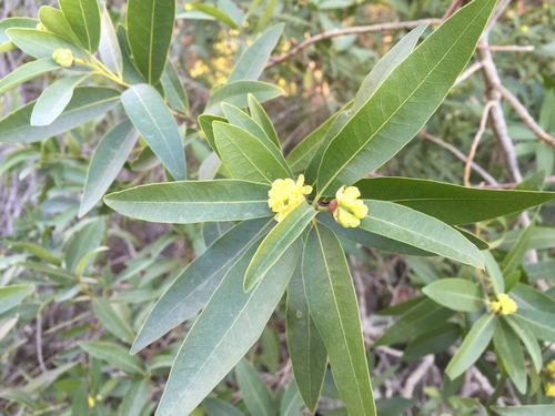iNaturalist observation photo of California bay