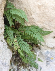 Asplenium fontanum fontanum