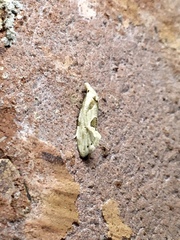 Aethes angustana