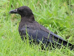 Corvus corone