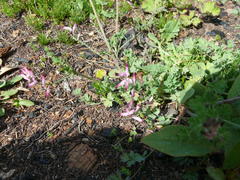 Fumaria muralis muralis