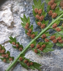 Asplenium fontanum fontanum