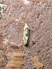 Aethes angustana