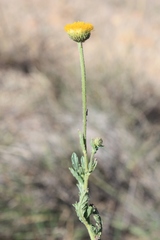 Nidorella podocephala