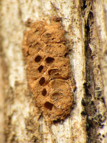 Issidae
