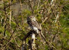 Glaucidium perlatum