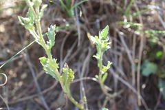 Nidorella podocephala