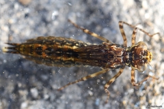 Aeshna cyanea
