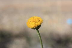 Nidorella podocephala