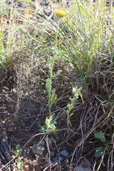 Nidorella podocephala