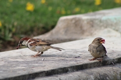 Passer domesticus