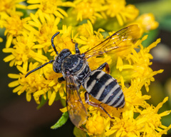 Triepeolus pectoralis