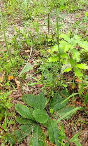 Elephantopus elatus image