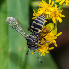 Triepeolus pectoralis
