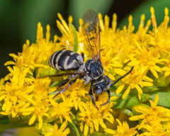 Triepeolus pectoralis