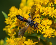 Cylindromyia bicolor