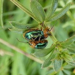 Sermylassa halensis