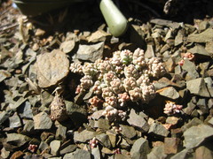 Crassula corallina