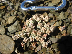 Crassula corallina