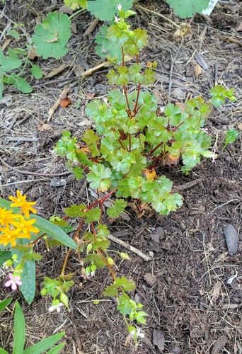 Ein weiteres Foto von Shining Crane's-bill