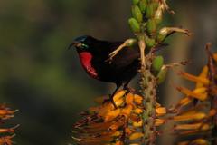 Chalcomitra senegalensis gutturalis