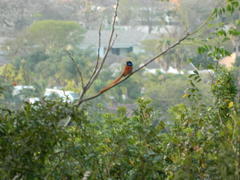 Terpsiphone viridis granti