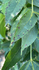 Mycosphaerella effigurata