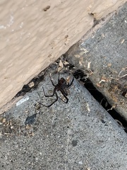 Latrodectus hesperus