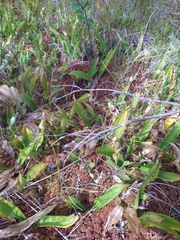 Cypripedium reginae