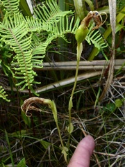 Pterostylis micromega