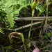 Pterostylis micromega - Photo (c) John Barraclough, some rights reserved (CC BY-NC), uploaded by John B