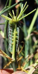 Compsotata elegantissima