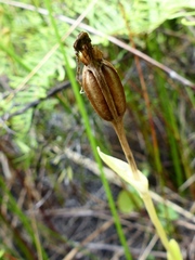 Pterostylis micromega