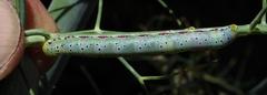 Compsotata elegantissima