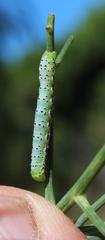 Compsotata elegantissima