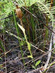 Pterostylis micromega