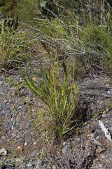 Pentameris curvifolia
